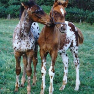 Baby Horses Pictures 2.0