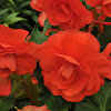 Tuberous begonia