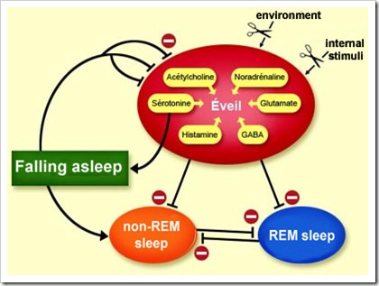 The Neuronal Switches for Waking and Sleeping