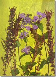 Weeds and Purple Flowers