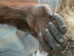 Orangutan hand