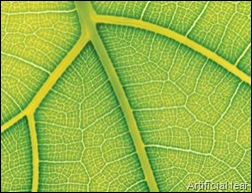  Biomimicry scientists make artificial leaf to split water and generate hydrogen with light