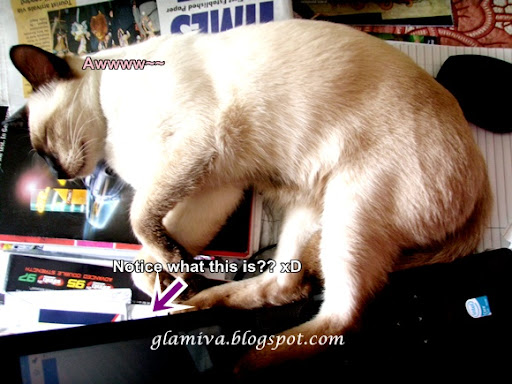 my cat snowy sleeping on coffee table next to laptop on january 2011