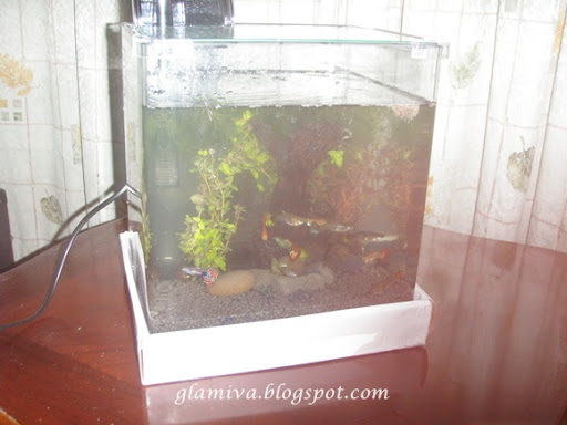 first aquarium tank with guppy fish on january 2011