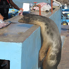 Galapagos Sea lion