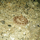 Western Diamondback Rattlesnake