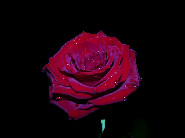 OgAAAM5XsGuuOb38_-GObYrU7rmvTaB7ZX8Swsh6