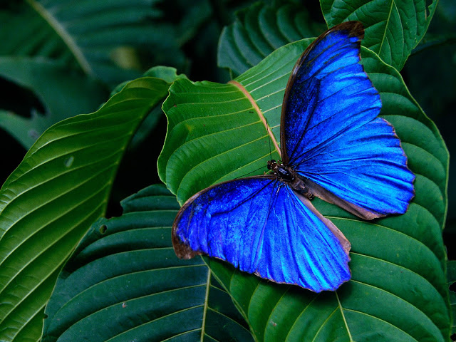 Blue_Butterfly_on_Green.jpg