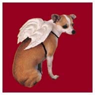 [AngelDog[2].jpg]