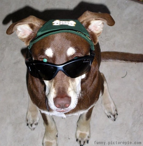 [dog_sunglasses[2].jpg]