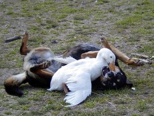 Birds-Attack-009