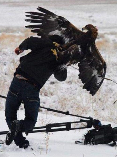 Birds-Attack-004