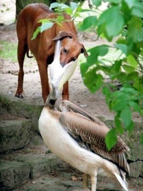 [Birds-Attack-005[3].jpg]