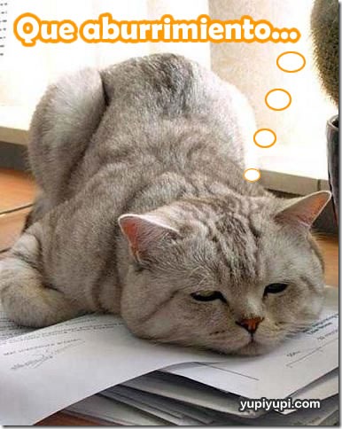 fotos de gatitos (32)