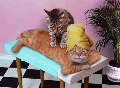 [fotos de gatitos (4)[2].jpg]