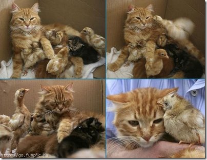 fotos de gatitos (7)