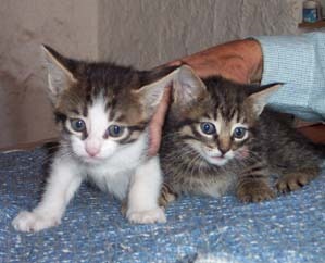 [fotos de gatitos (12)[2].jpg]