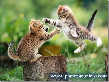 fotos de gatitos (14)