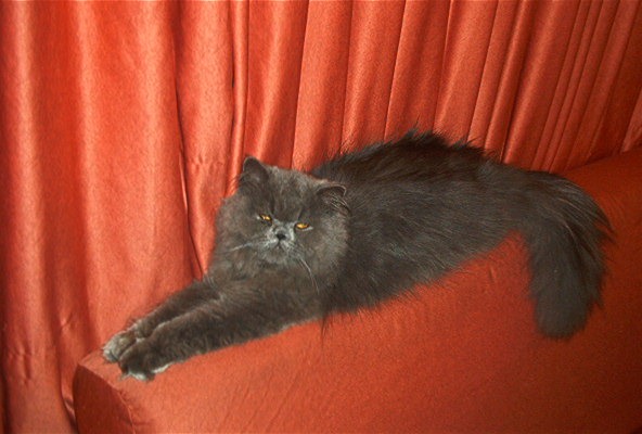 [fotos de gatitos (18)[2].jpg]