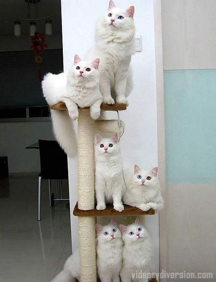 [fotos de gatitos (20)[2].jpg]