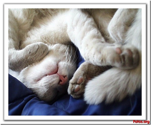 fotos de gatitos (23)