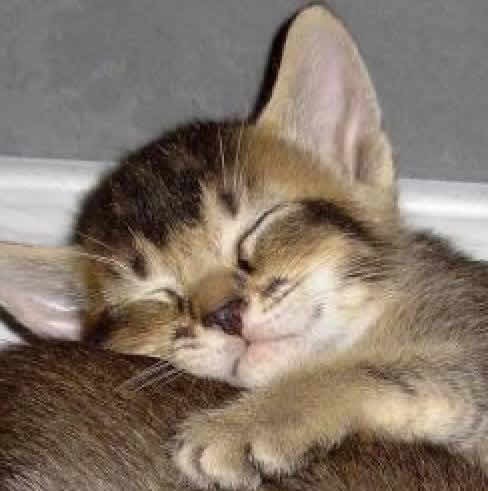 [fotos de gatitos (26)[2].jpg]