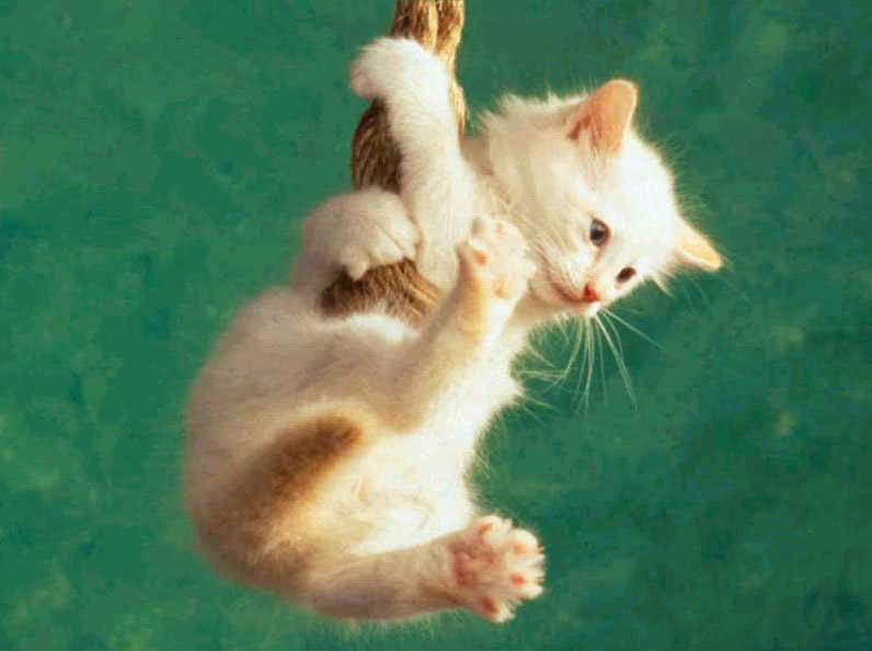 [fotos de gatitos (27)[2].jpg]