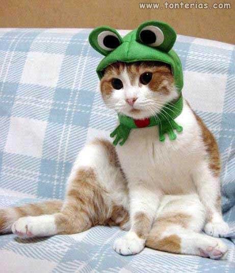 [fotos de gatitos (29)[2].jpg]