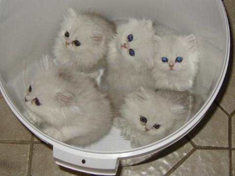 [fotos de gatitos (37)[2].jpg]