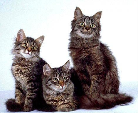 [fotos de gatitos (42)[2].jpg]