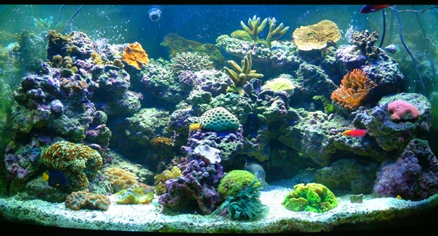 [aquarium[5].jpg]