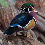 Wood Duck onTree by David Hammond -  
