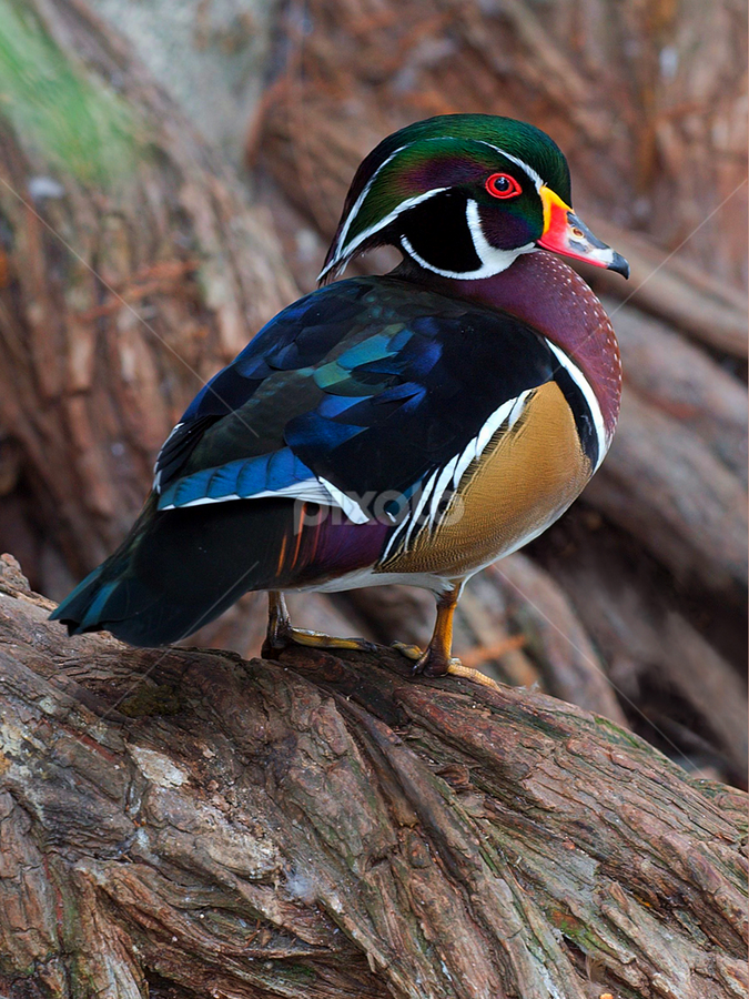 Wood Duck onTree by David Hammond - Animals Birds