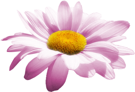 ESTILOPROPRIOARTPink8.png