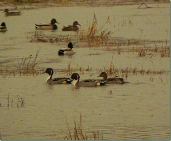 Pintails1