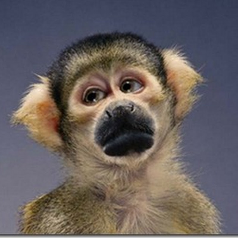 Забавные обезьяны фотографа Джилл Гринберг