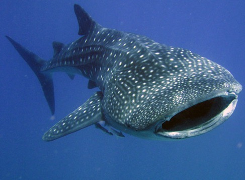 1295508746_maldives-whale-shark