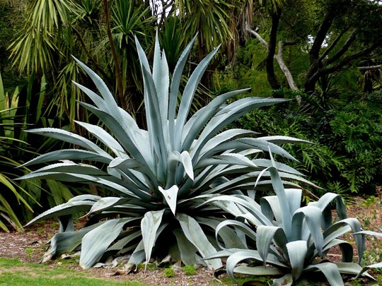 agave-and-child-1024x768