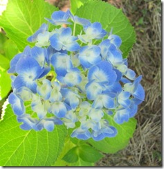 bluehydrangea1