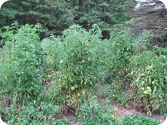 tomato garden 1