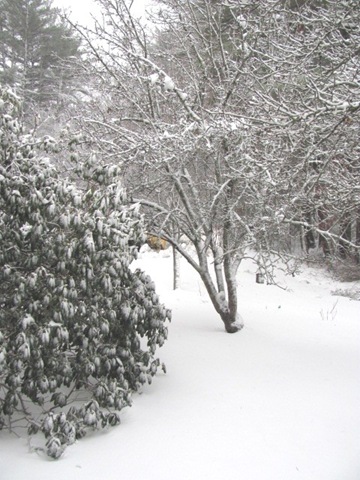 [2010 snowstorm4[3].jpg]