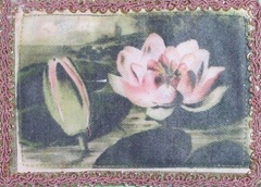 pink pond lily fabric postcard