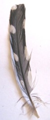 black and white small feather