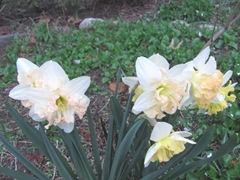 daffodils frilly1