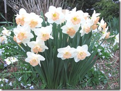 daffodils frilly 4