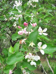 apple blossoms2011