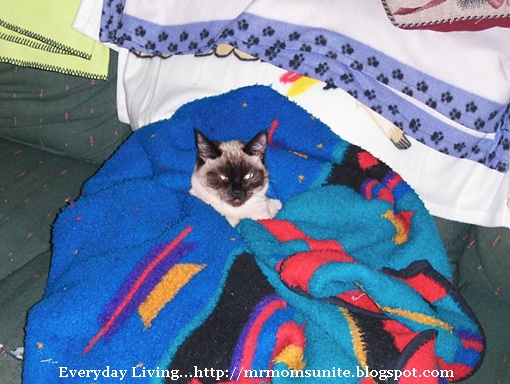 photo of Yum Yum sleeping in a blanket