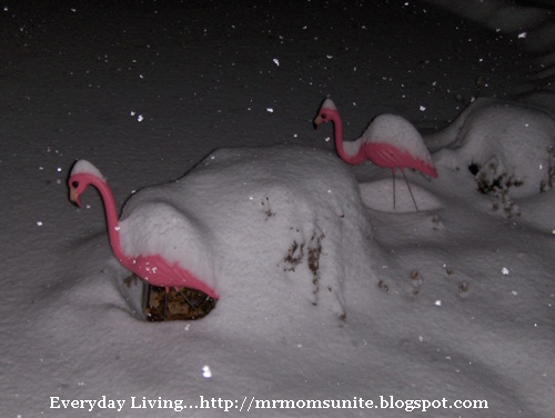photo of the snow covered flamingos