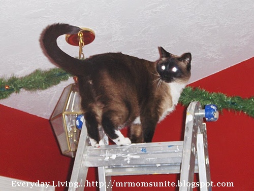 photo of Koko standing on top of a ladder