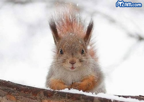 photo of a squirrel with what looks like a mowhawk
